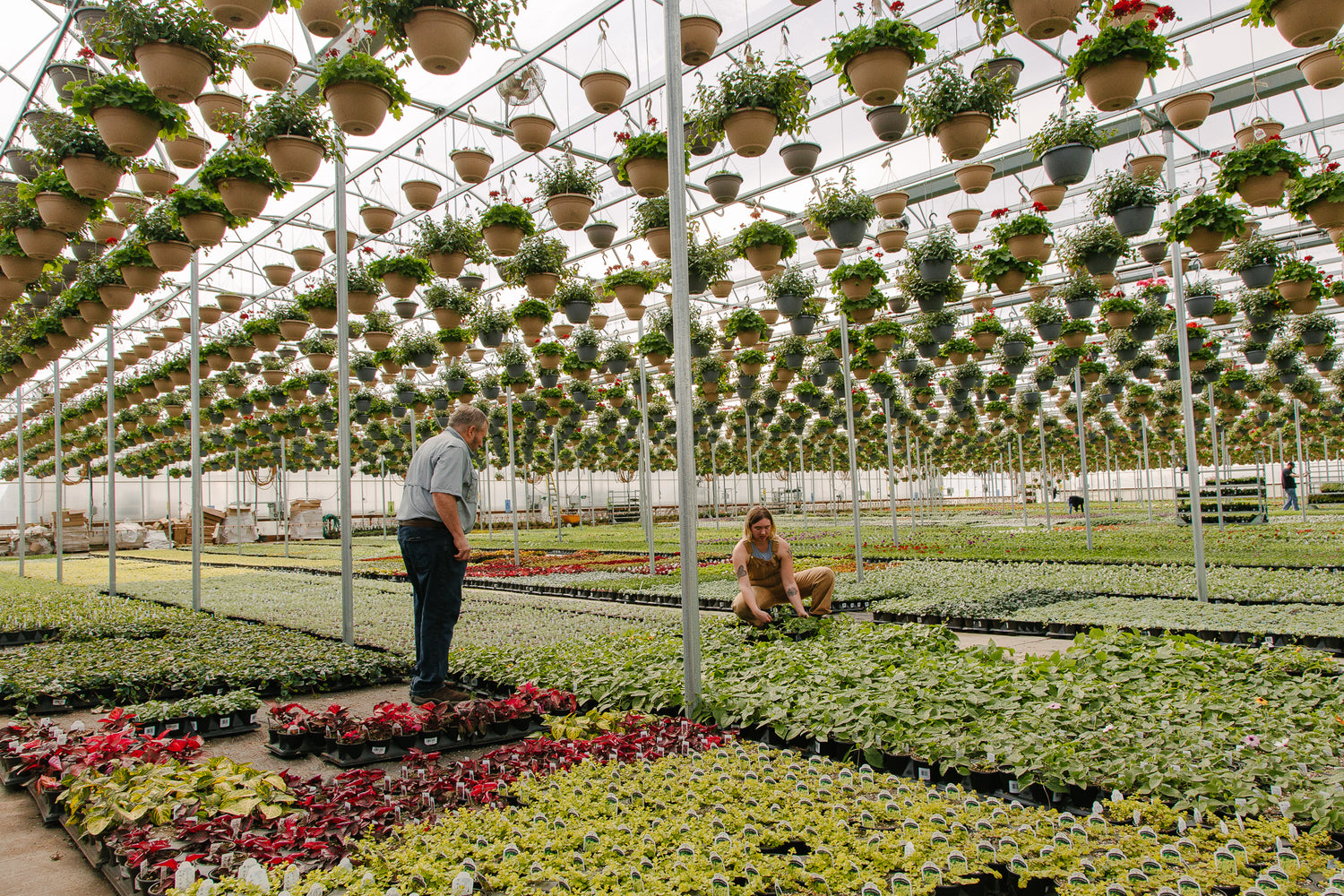 Supplied by 10+ acres of on-site Greenhouses