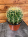 The Plant Farm® Cactus Echinocactus Grusonii, 6" Plant
