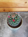 The Plant Farm® Cactus Mammillaria Polythele Hidalgensis, 2" Plant