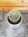 The Plant Farm® Cactus Mammillaria Zeilmanniana, 2" Plant