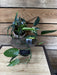 The Plant Farm® Houseplants 1s Epipremnum Pinnatum Albo - Pick Your Plant, 4" Plant
