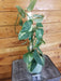 The Plant Farm® Houseplants 1s Scindapsus Jade Satin Yellow Variegated - Pick Your Plant, 5" Plant