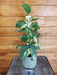 The Plant Farm® Houseplants 1s Scindapsus Jade Satin Yellow Variegated - Pick Your Plant, 5" Plant