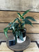 The Plant Farm® Houseplants 2s Epipremnum Pinnatum Albo - Pick Your Plant, 4" Plant