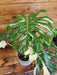 The Plant Farm® Houseplants 34s Monstera Thai Constellation - Pick Your Plant, 6” Plant