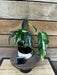 The Plant Farm® Houseplants 4s Epipremnum Pinnatum Albo - Pick Your Plant, 4" Plant