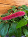 The Plant Farm® Houseplants Acalypha Pendula Strawberry Firetails, 6" Plant