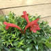 The Plant Farm® Houseplants Aeschynanthus Lipstick Japhrolepis, Cuttings x5