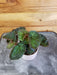 The Plant Farm® Houseplants Begonia Manaus, 2" Plant