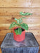 The Plant Farm® Houseplants Caladium Hilo Beauty Gift Set, 4" Plant