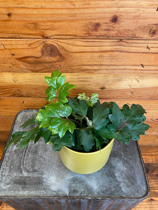 The Plant Farm® Houseplants Cissus Oak Leaf Ivy, 4" Plant