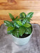 The Plant Farm® Houseplants Coffea Arabica Coffee Plant, 4" Plant