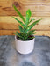 The Plant Farm® Houseplants Croton Gold Dust, 2" Plant