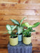 The Plant Farm® Houseplants Dieffenbachia Gift Set! Get all 3 - Dieffenbachia Crocodile, Vesuvius, and Tiki - 4" Plants