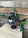 The Plant Farm® Houseplants Epipremnum Pinnatum Albo - Pick Your Plant, 4" Plant