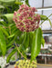 The Plant Farm® Houseplants Hoya Rubida, 2" Plant