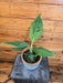 The Plant Farm® Houseplants Musa Dwarf Cavendish, 6" Plant