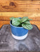 The Plant Farm® Houseplants Peperomia Moonlight, 4" Plant