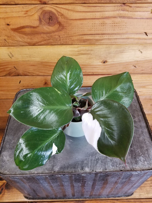 The Plant Farm® Houseplants Philodendron White Knight, 2" Plant