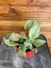 The Plant Farm® Houseplants Syngonium Nephthytis Dazzle Color, 4" Plant