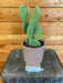 The Plant Farm Cactus Opuntia Microdasys Albispina, 4" Plant