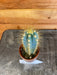 The Plant Farm Cactus Pilosocereus Pachycladus, 2" Plant