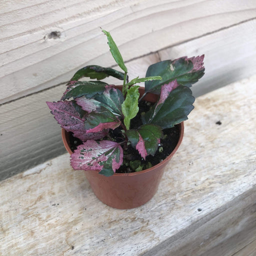 The Plant Farm Hibiscus Red Hot Variegated, 2" Plant