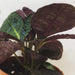 The Plant Farm Houseplants Hemigraphis alternata Purple Waffle, 2" Plant