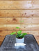 The Plant Farm Houseplants Hoya Crassipetiolata Little Splash, 2" Plant