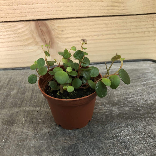 The Plant Farm Houseplants Peperomia Pepperspot, 2" Plant