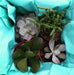 The Plant Farm Succulent Succulent Gift Box, Box of 4