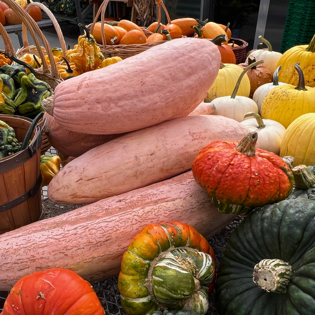 Squash Season: Delicious Recipes to Savor All Fall!