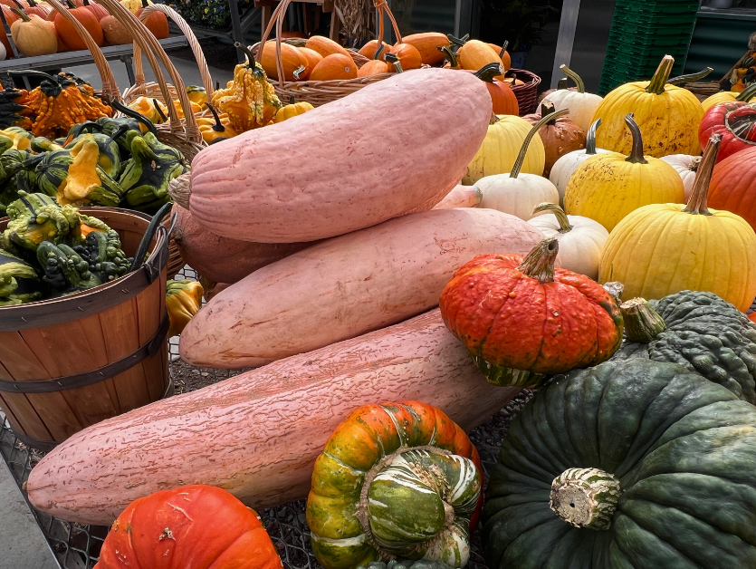 Squash Season: Delicious Recipes to Savor All Fall!