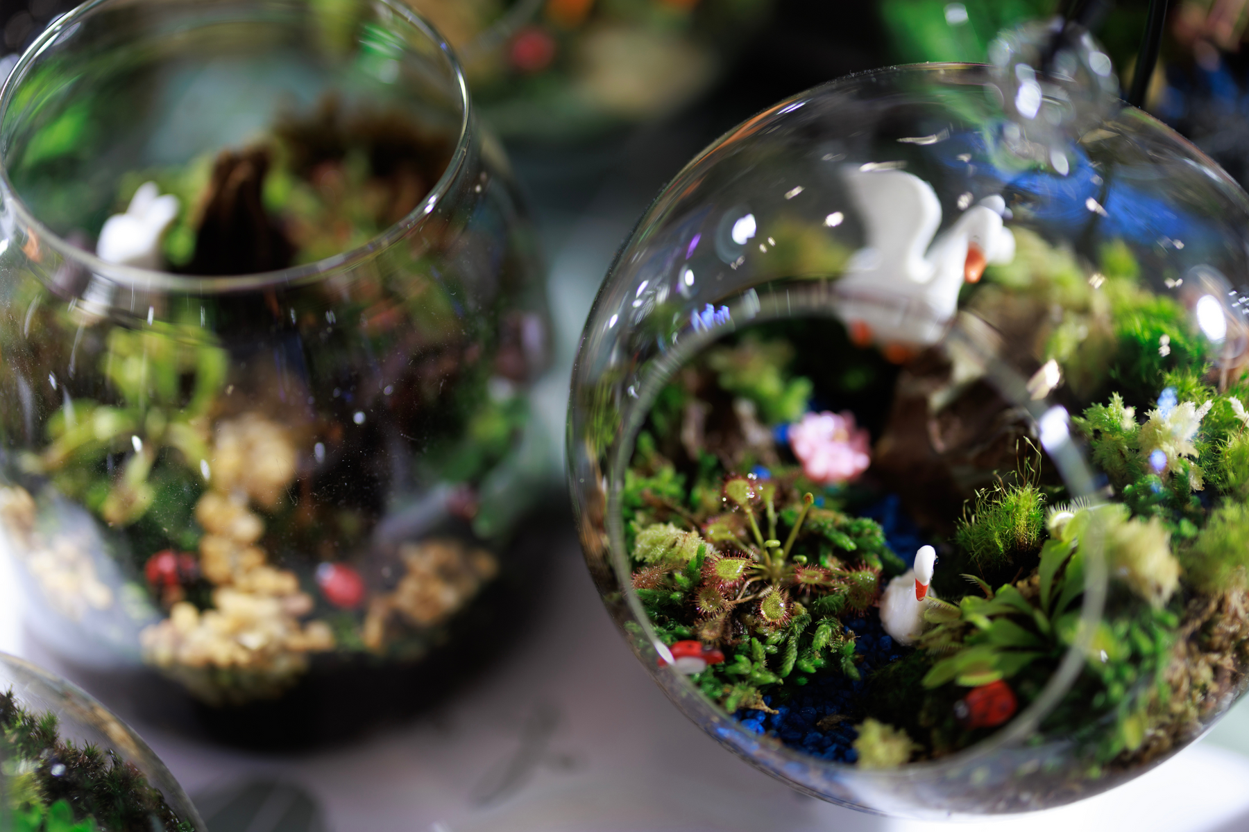 Terrariums: A Classic Touch of Nature