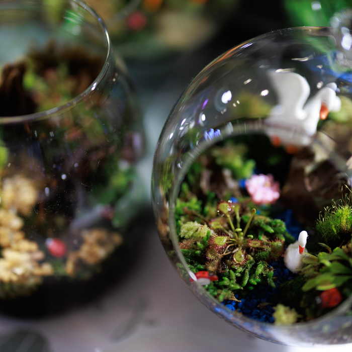 Terrariums: A Classic Touch of Nature