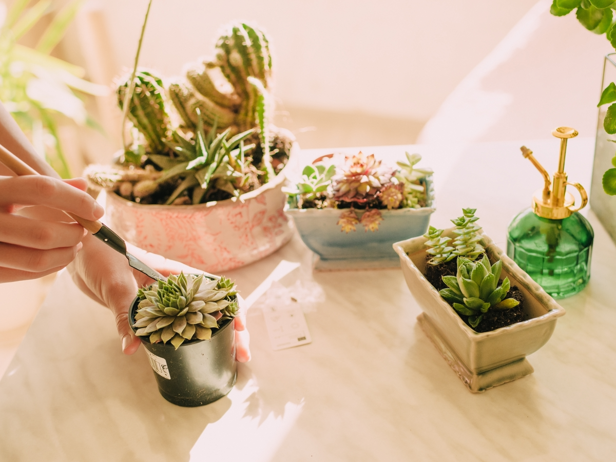 Cacti Care 101: Growing Hardy, Low-Maintenance Plants — The Plant Farm®