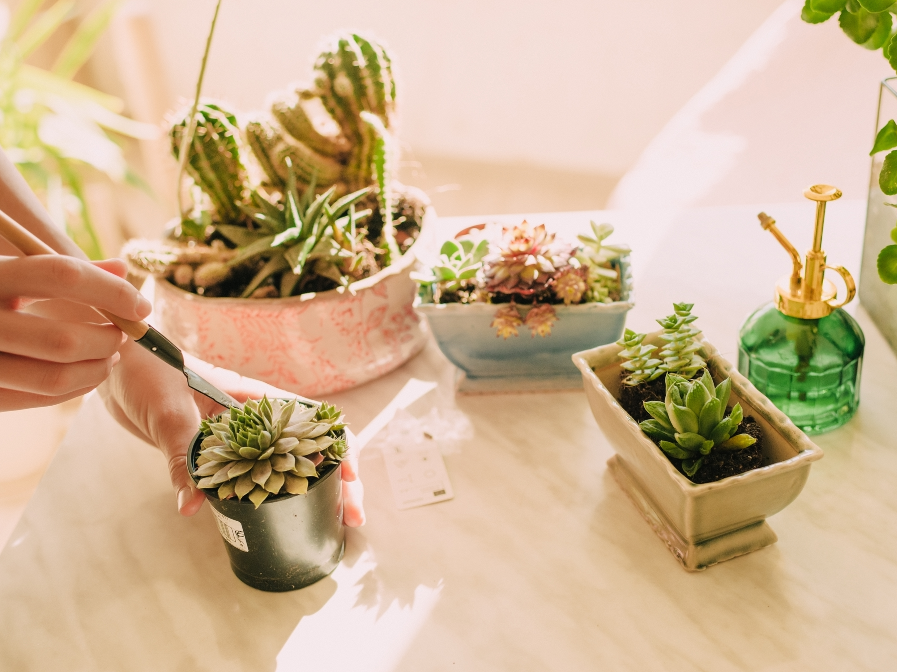 Cacti Care 101: Growing Hardy, Low-Maintenance Plants