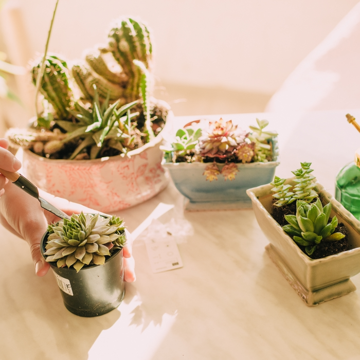 Cacti Care 101: Growing Hardy, Low-Maintenance Plants