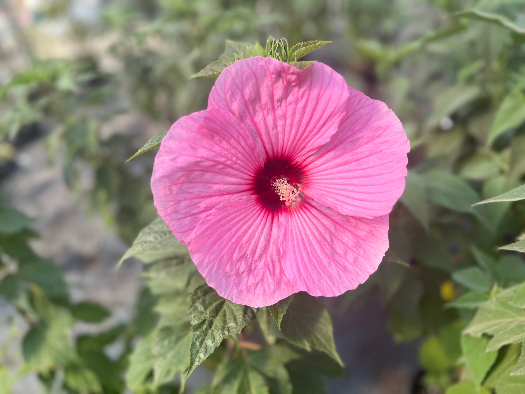 a flowering red hibiscus