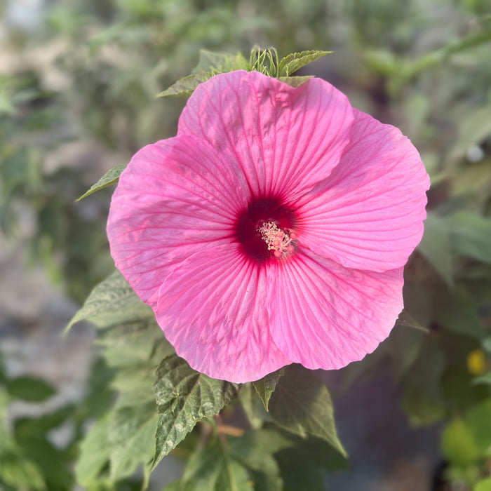 a flowering red hibiscus