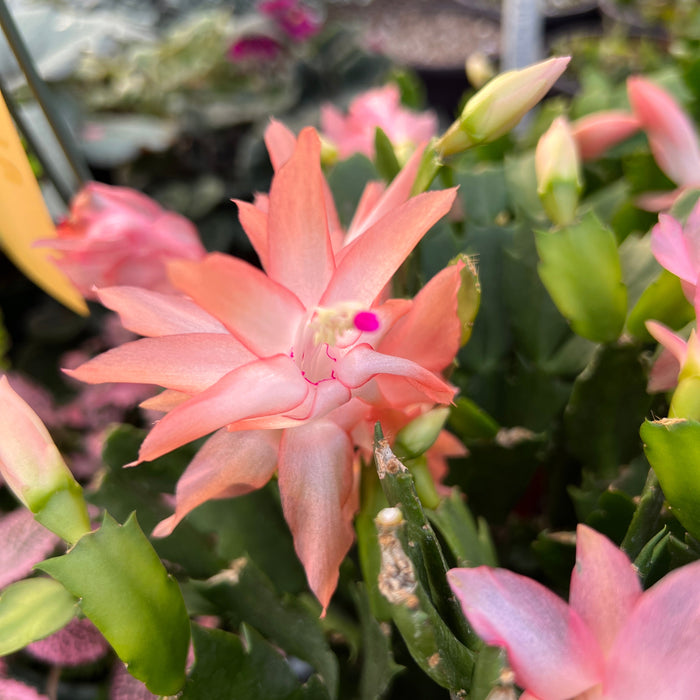 Embracing Timeless Beauty: Uncover the Enchanting Story of “Lady Grace,” Our Schlumbergera Holiday Cactus