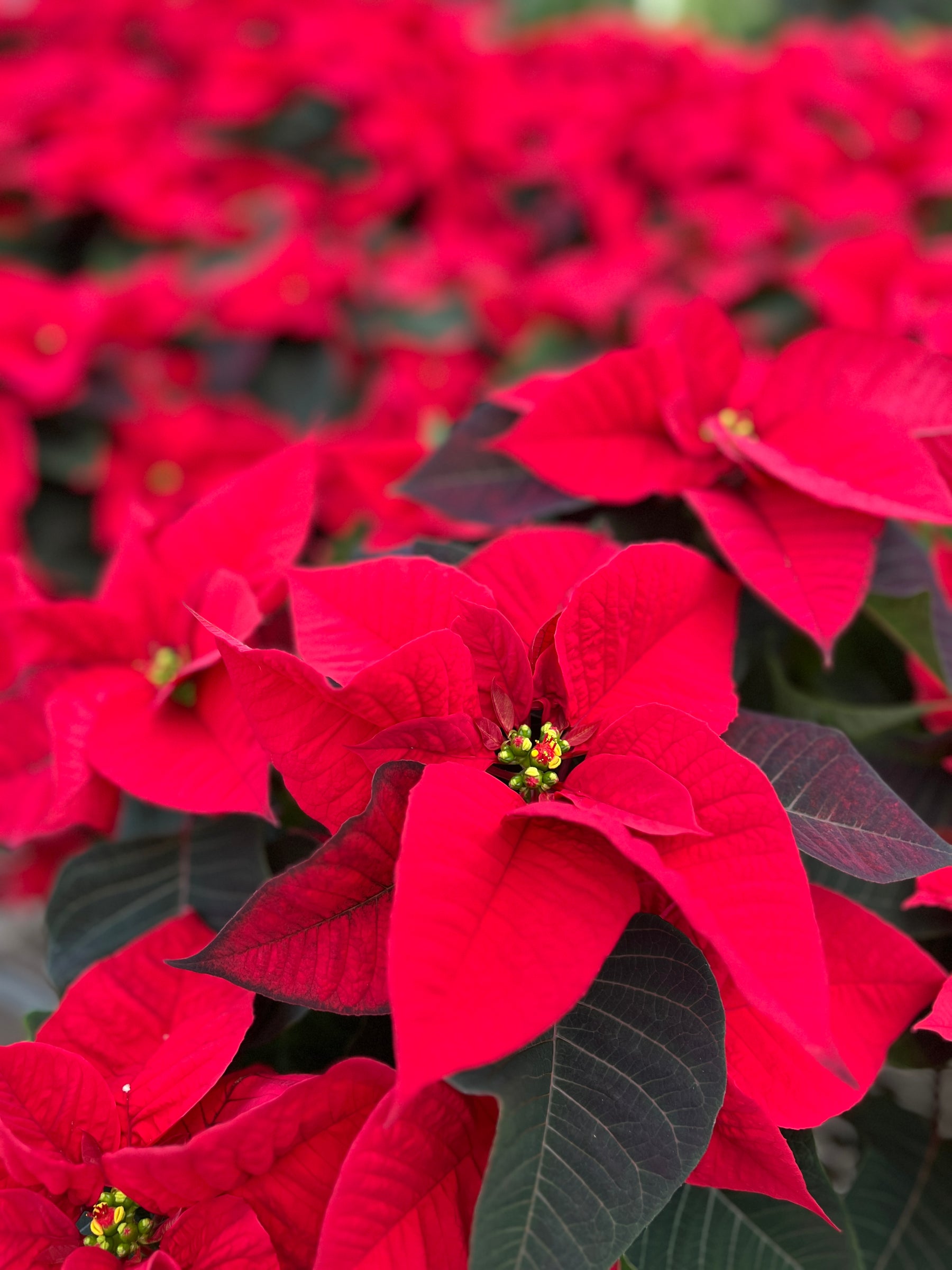 Keep Your Poinsettias Merry and Bright with These Simple Tips