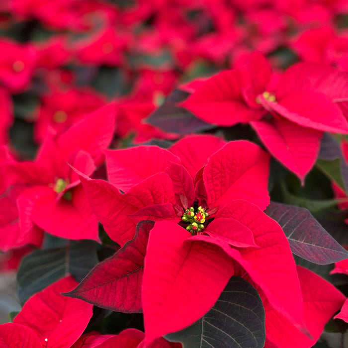 Keep Your Poinsettias Merry and Bright with These Simple Tips