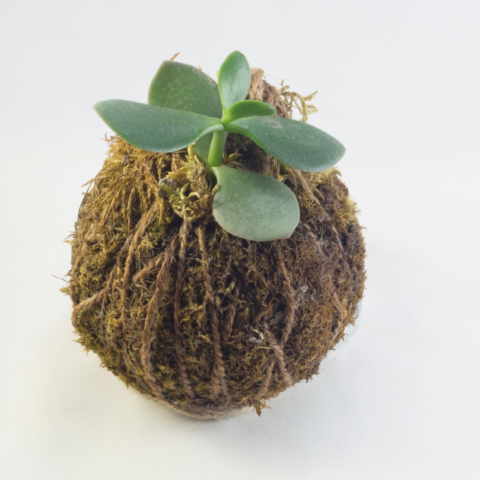 Hoya plant in moss -Kokedama