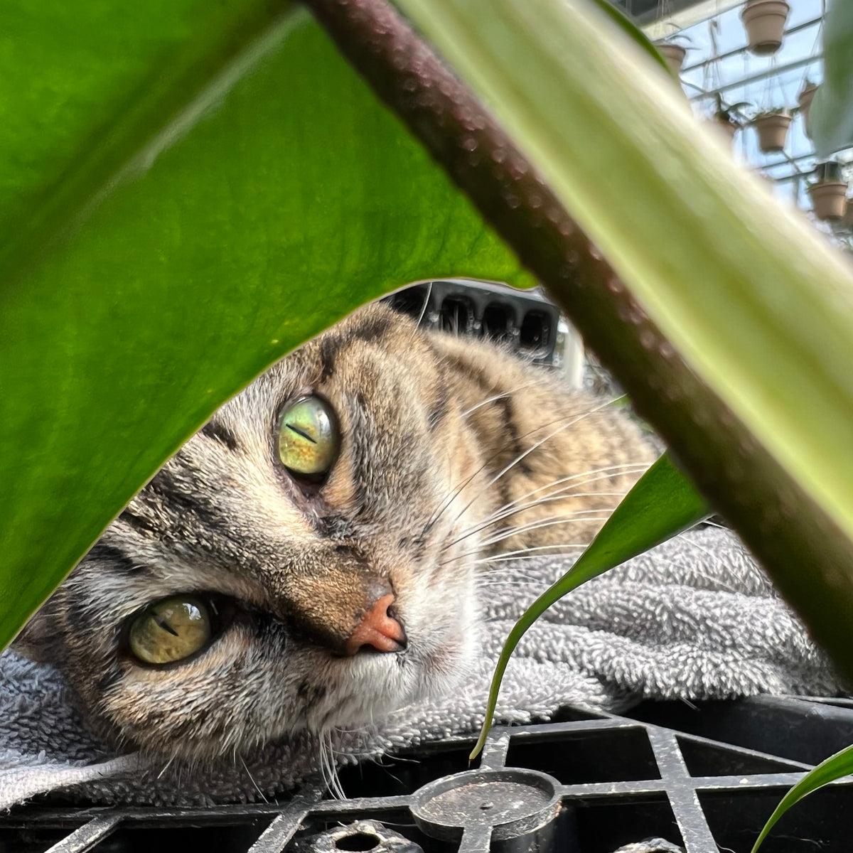 What Plants Are Toxic to Cats and Dogs?  The Plant Farm