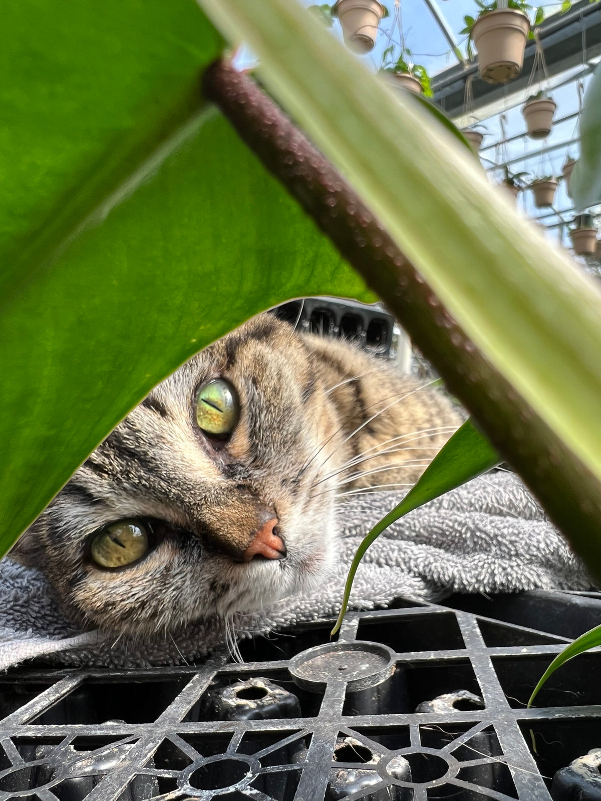 What Plants Are Toxic to Cats and Dogs?  The Plant Farm
