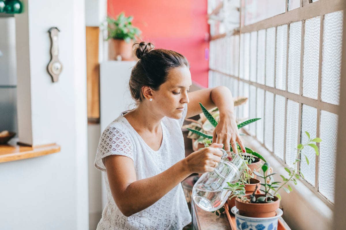 Houseplants and Watering Needs — The Plant Farm®