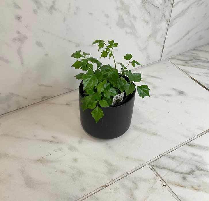 Radermachera Sinica China Doll, 4" Plant