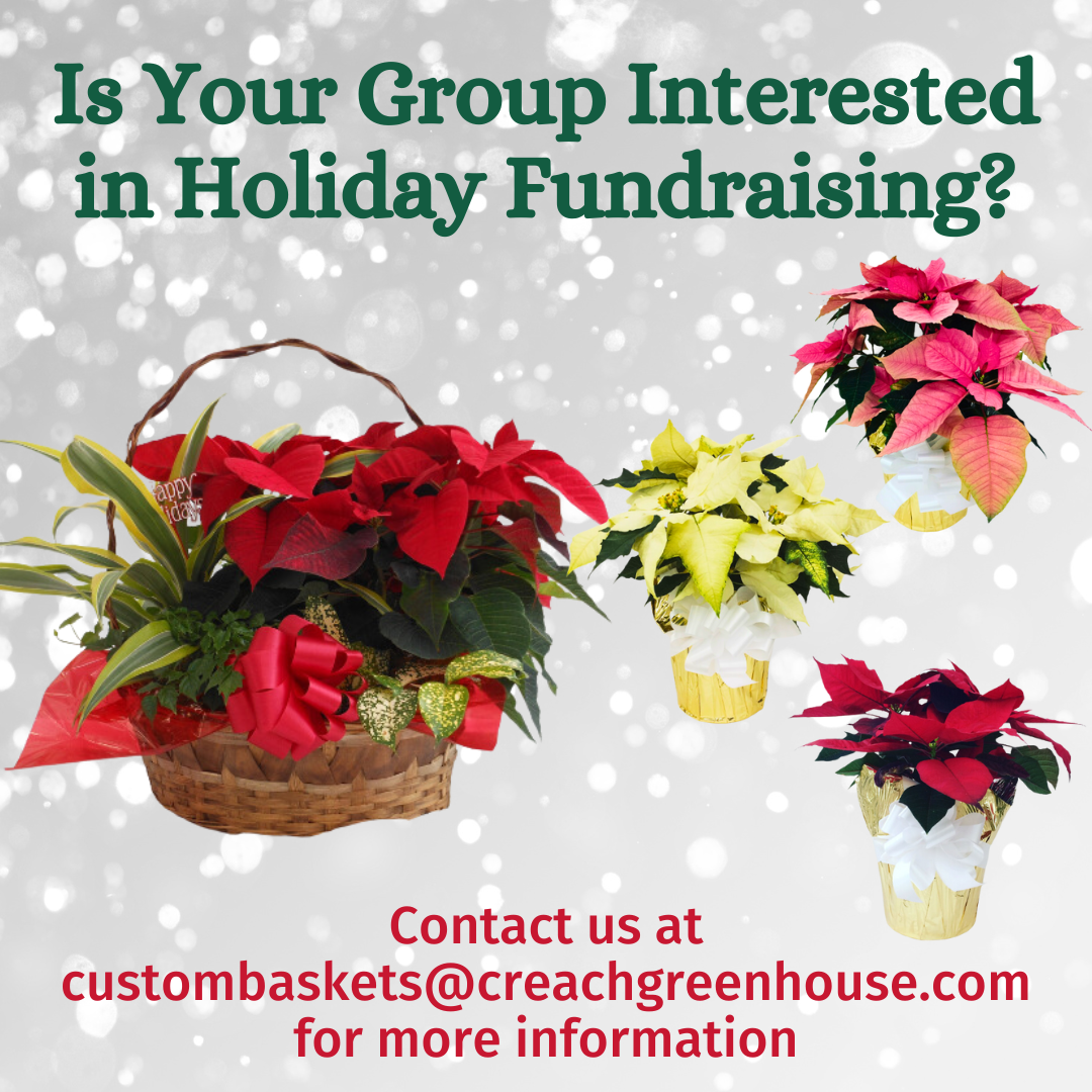 Poinsettia Holiday Fundraising Opportunity