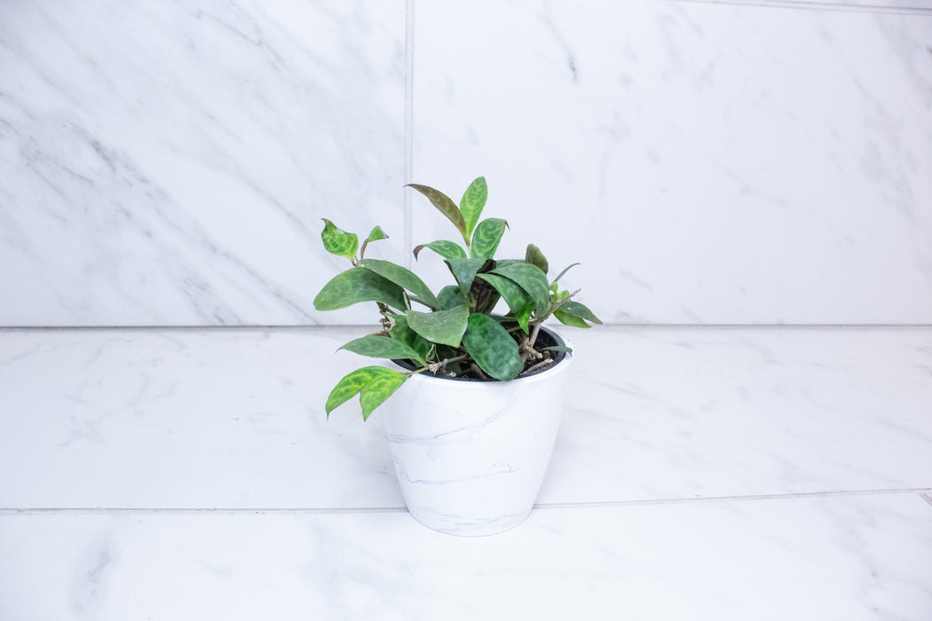 Aeschynanthus Lipstick Black Pagoda, 4" Plant